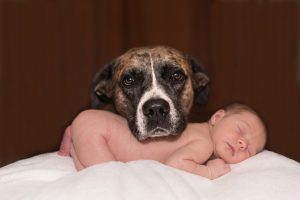 dog-1718242-300x200.jpg