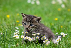 kitty-2948404-1-300x203.jpg