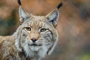 lynx-1019069-300x199.jpg
