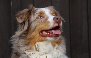odin-2206430-300x190.jpg
