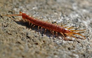 centipede-8695_1920-300x190.jpg