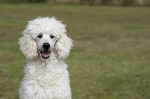poodle-1561405-300x199.jpg