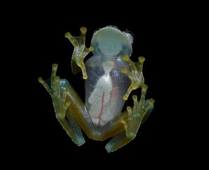 736px-Flickr_-_ggallice_-_Glass_frog_4_cropped-300x245.jpg