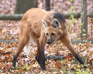 750px-Maned_Wolf_11_Beardsley_Zoo_2009-11-06-300x240.jpg