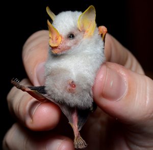 800px-Ectophylla_alba_in_hand-300x293.jpg