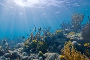 Biscayne_underwater_NPS1-300x201.jpg