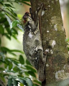 Colugo_Galeopterus_variegatus_adult_female_Central_Catchment_Area_Singapore_-_20060618-240x300.jpg