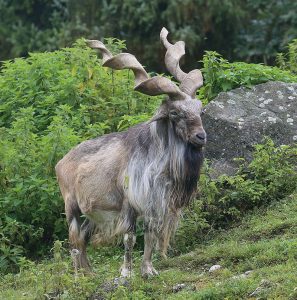 Markhor_Schraubenziege_Capra_falconeri_Zoo_Augsburg-02-297x300.jpg