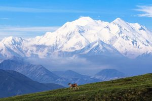 caribou-2008457_1280-300x200.jpg