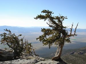 great-basin-national-park-80568_1920-300x225.jpg