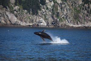 humpback-whale-3959006_1920-300x200.jpg