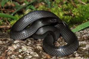 800px-Eastern_Small-eyed_Snake_Cryptophis_nigrescens_8909756146-300x200.jpg