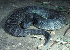 CSIRO_ScienceImage_3990_Death_Adder-300x212.jpg