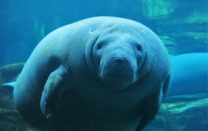 manatees-1640537-300x189.jpg