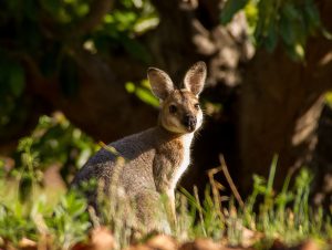 wallaby-593928-300x226.jpg