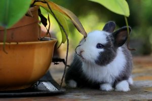 a-bunny-besides-potted-a-plant-2883510-300x200.jpg