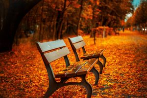 bench-560435-300x199.jpg