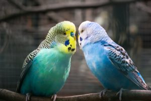 budgie-4544624-300x200.jpg