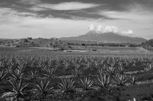 black-and-white-1712311-300x199.jpg