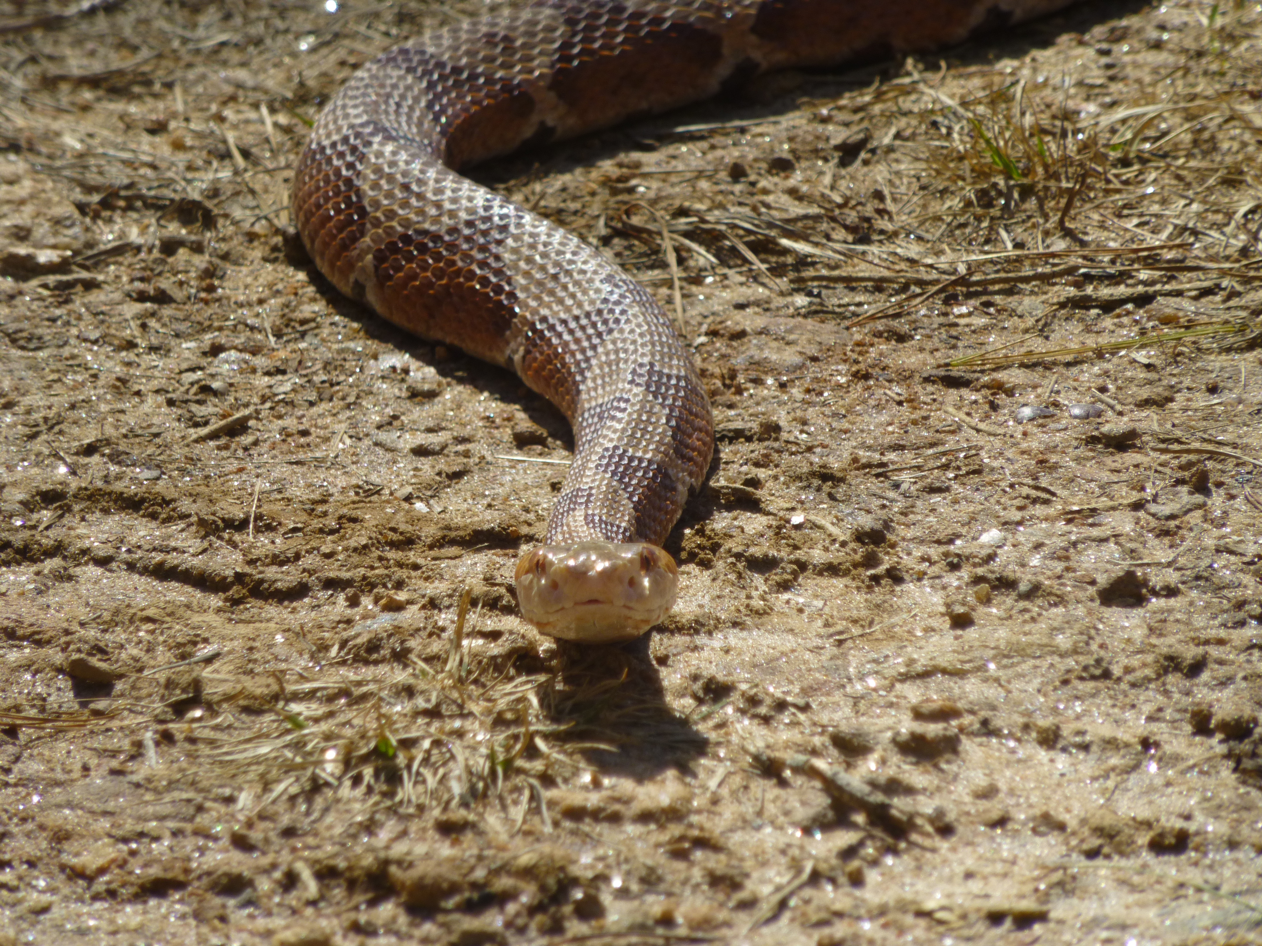 I’m In Big Trouble Facts