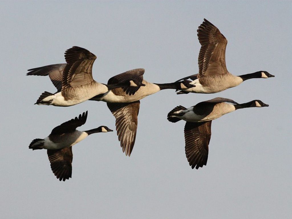 resize1280px-A_flock_of_Canada_Geese_in_Mechelen-1024x690-2.jpg.optimal.jpg