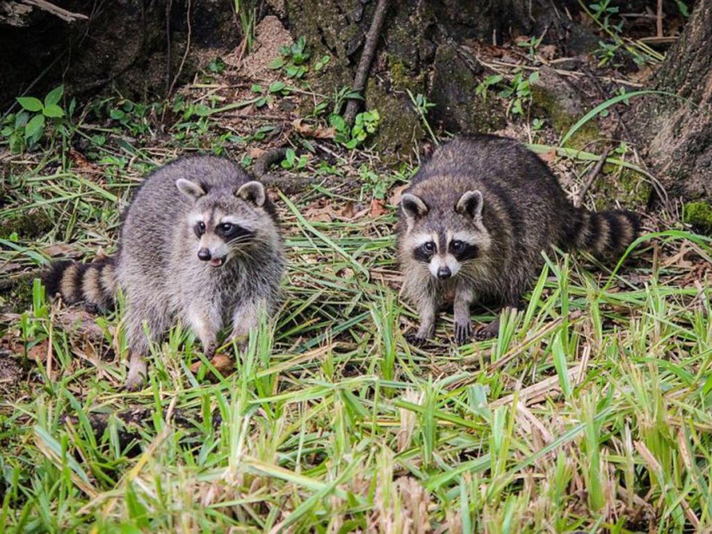 resizeRaccoons-Facemask-North-American-Raccoon-Coon-439883-768x538-1.jpg.optimal.jpg