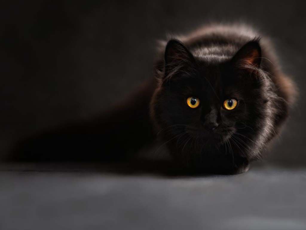 resizecat-694730-1024x683-1.jpg.optimal.jpg