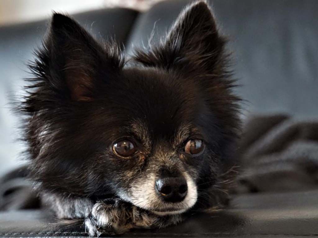 resizechihuahua-4236831-1024x545-1.jpg.optimal.jpg