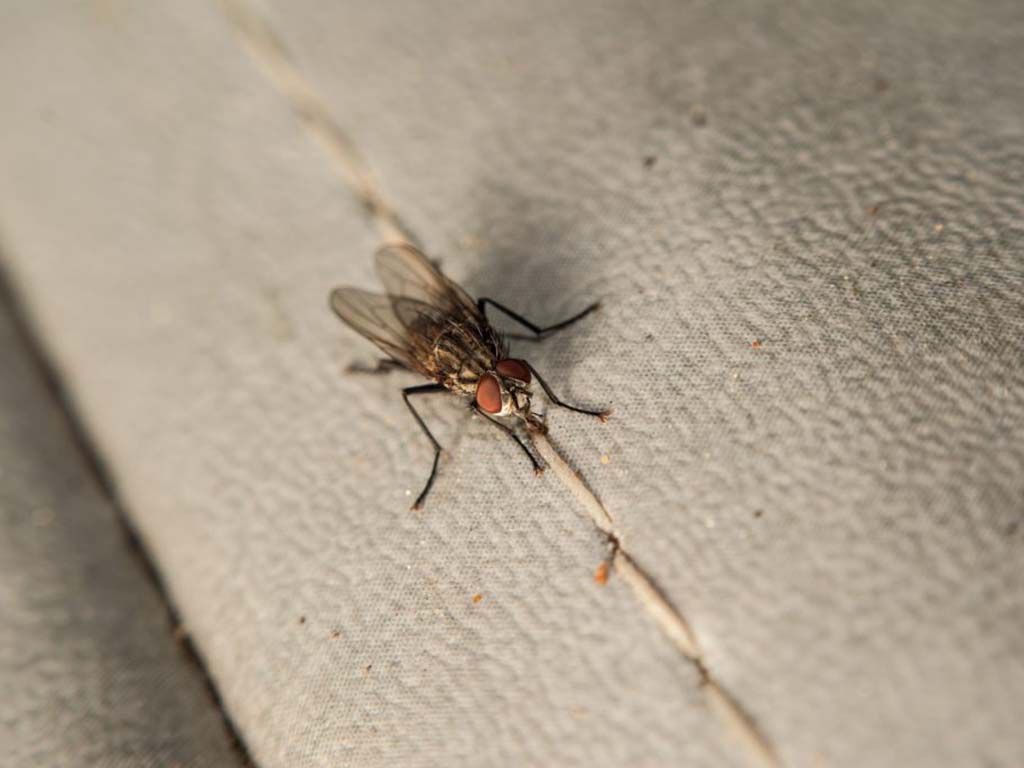 resizefly-1394859-1024x686-1.jpg.optimal.jpg
