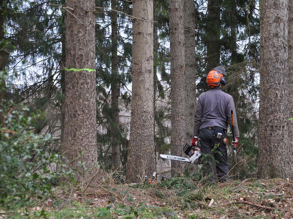 resizeforestry-4272920_1920.jpg.optimal.jpg