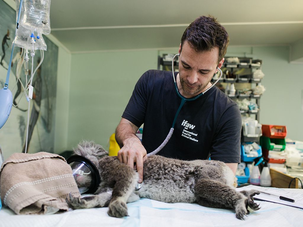 resizepexels-international-fund-for-animal-welfare-5487067.jpg.optimal.jpg