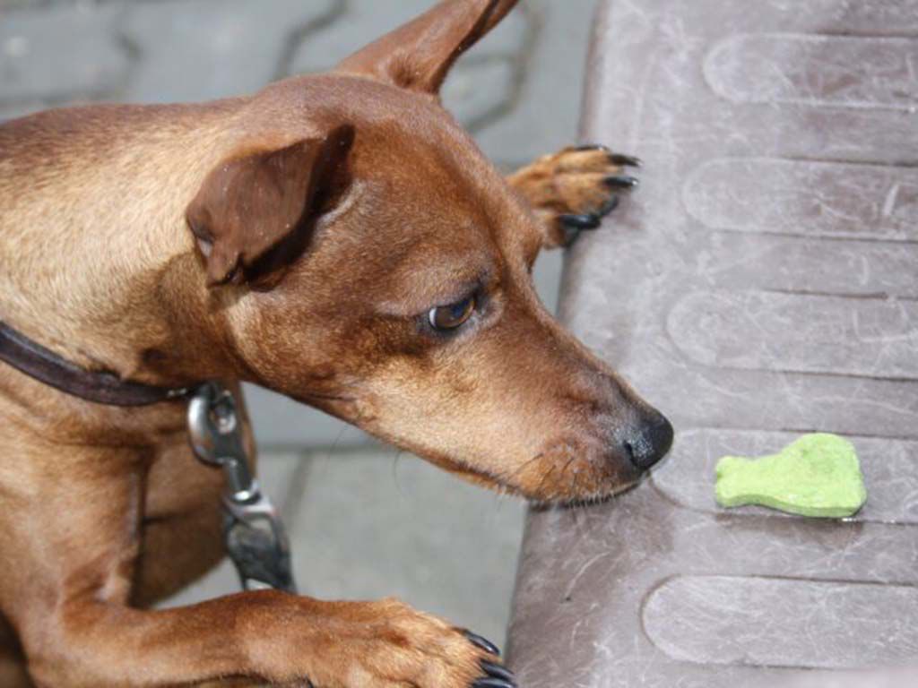 resizereh-pinscher-4119263_1920-768x512-1.jpg.optimal.jpg