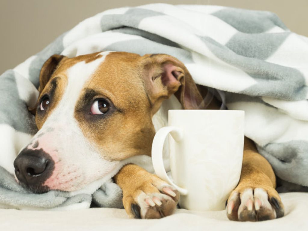 resizeshutterstock_777364135-768x511-1.jpg.optimal.jpg