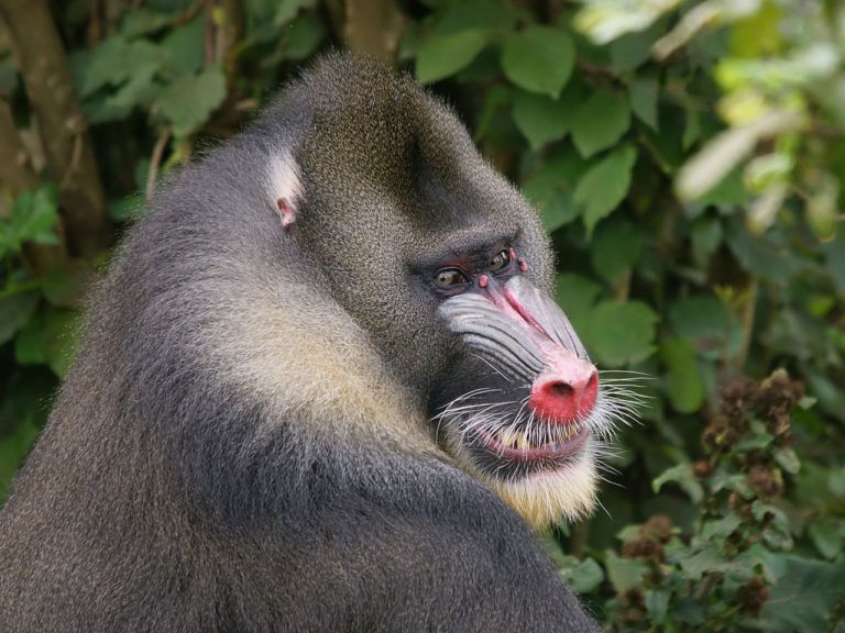 1280px-Mandrillus_sphinx_alpha_male-768x576-1.jpg.optimal.jpg