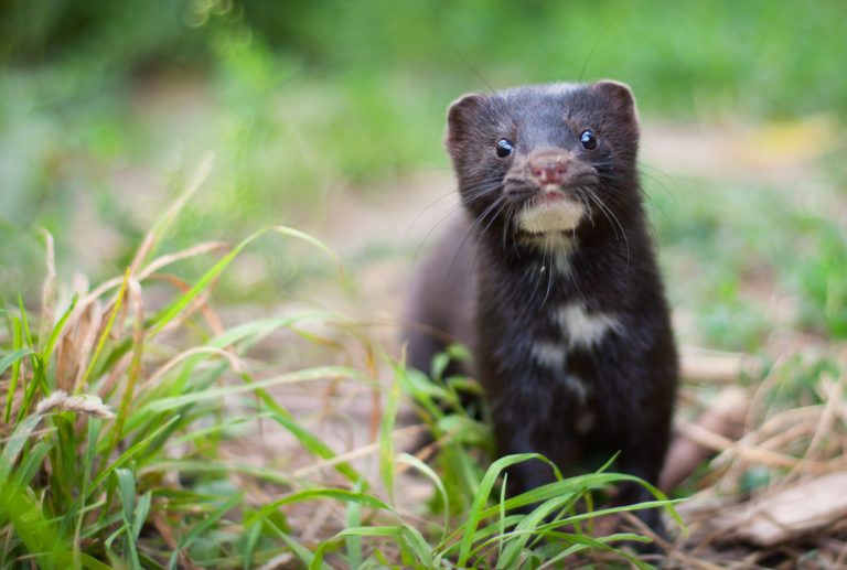 American_mink-768x517-1.jpg.optimal.jpg