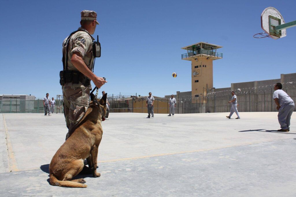 dog-2772349-1024x683.jpg.optimal.jpg