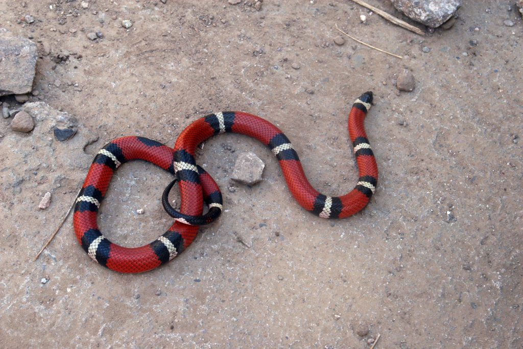 snake-2379192-1024x683-1.jpg.optimal.jpg