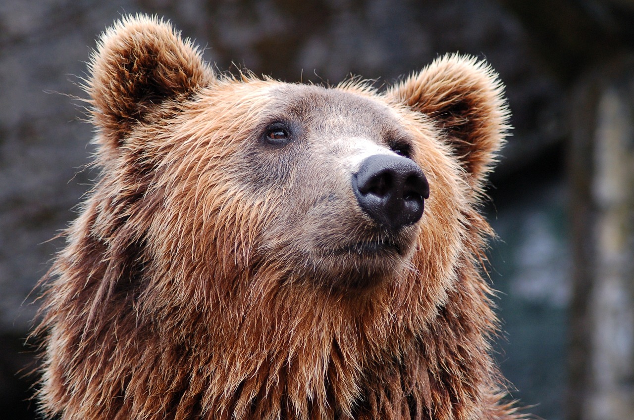 bear-1283347_1280.jpg