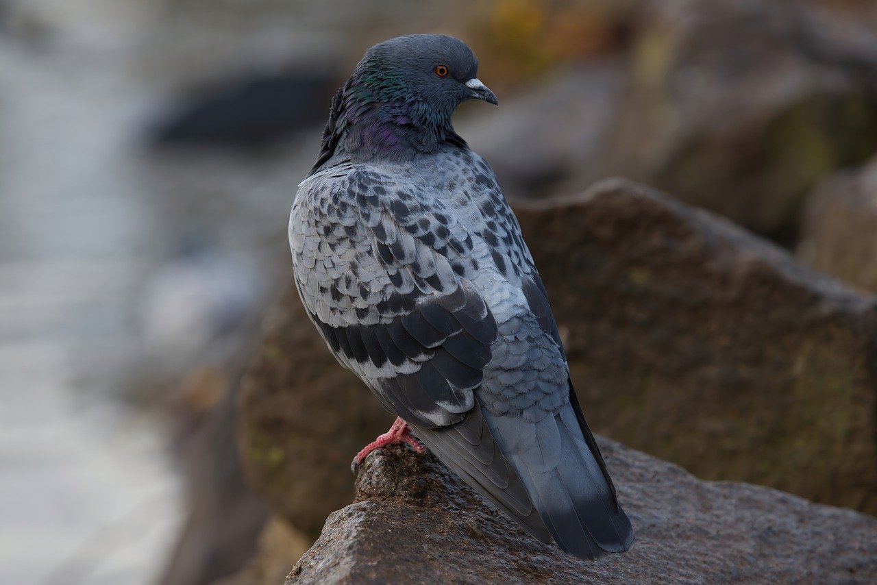 pigeon-8028951_1280.jpg