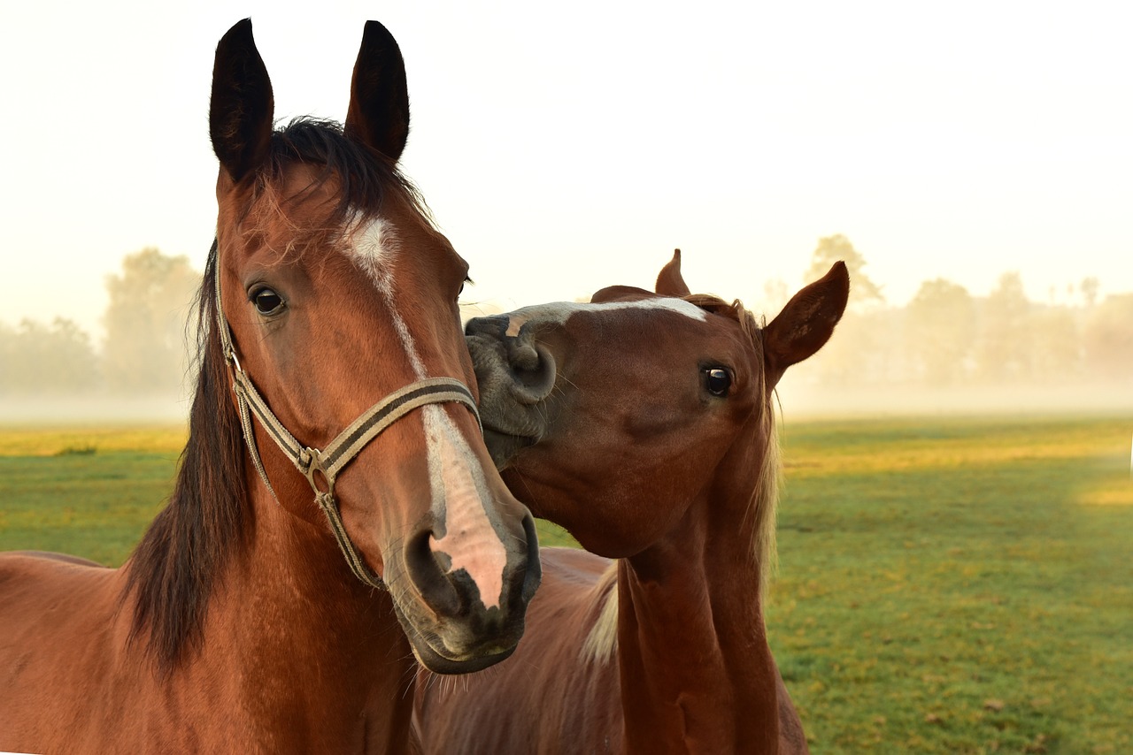 horses-3747374_1280.jpg