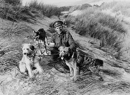 British Messenger Dogs With Their Handler, France, During World War I (2957940591)