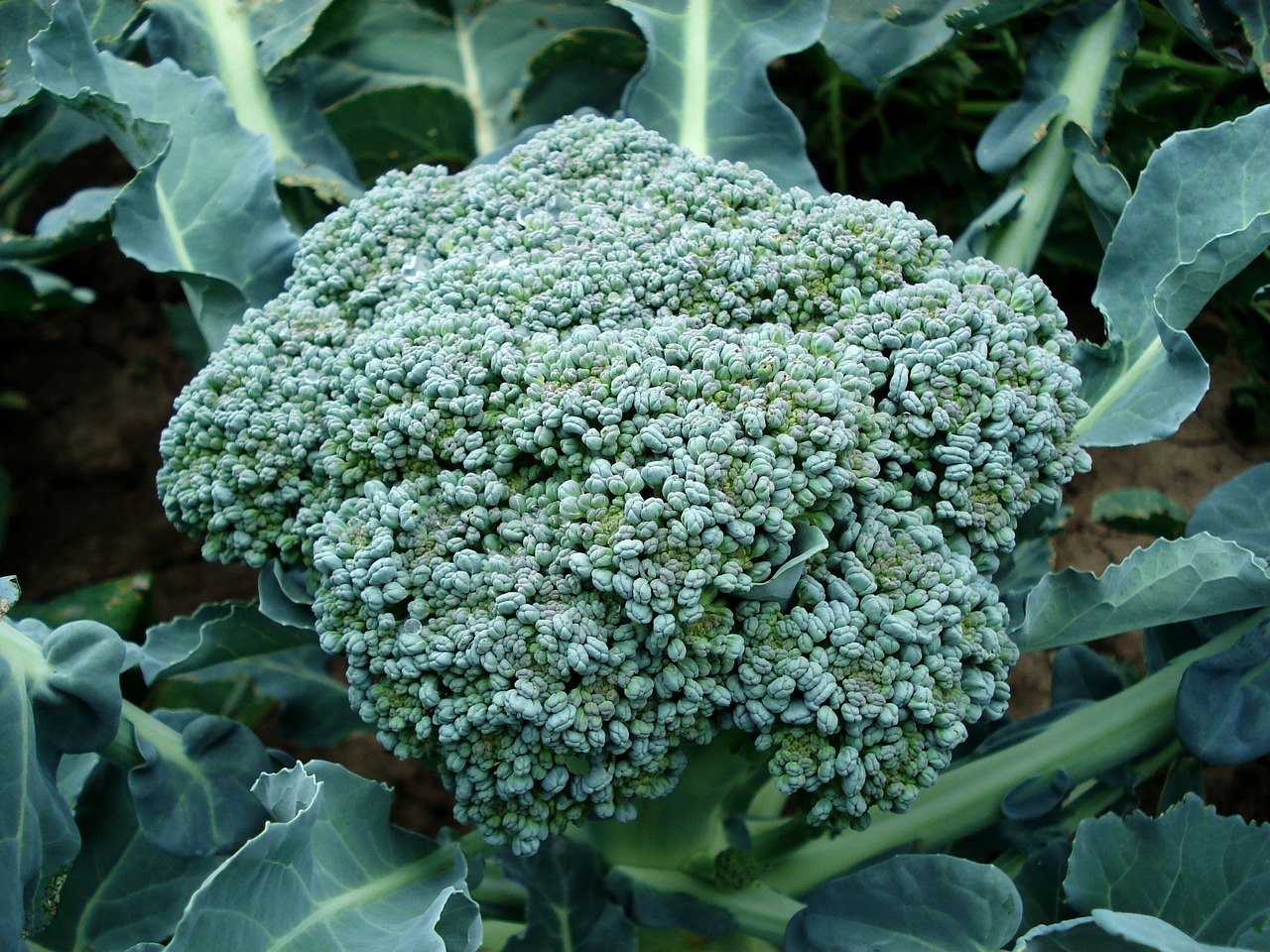 broccoli-494754_1280.jpg