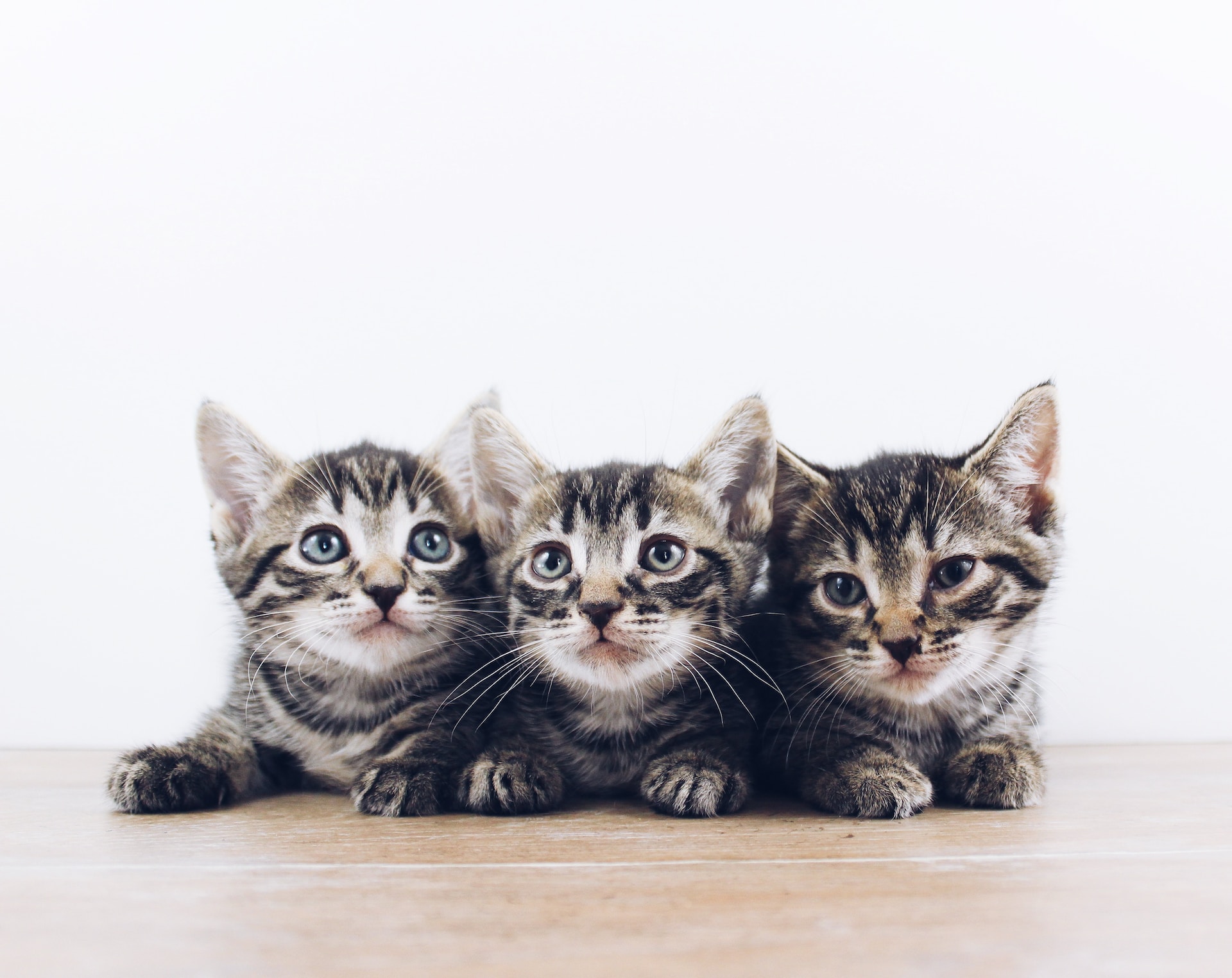 The-Lucky-Neko-Uepn9Yctcy0-Unsplash
