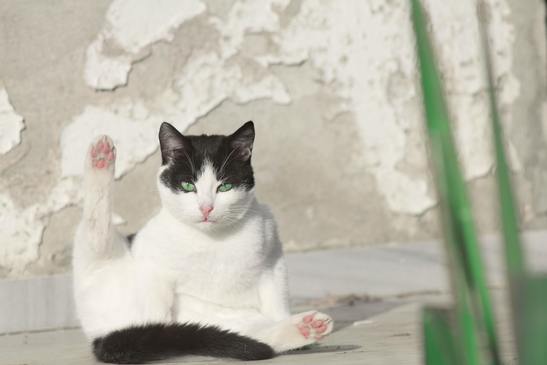 tuna-IXnZZLi6xkA-unsplash.jpg
