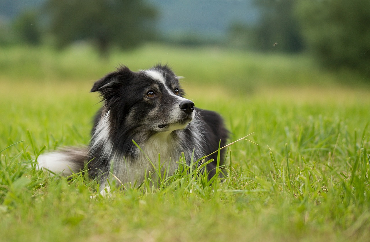 border-collie-2189332_1280.jpg