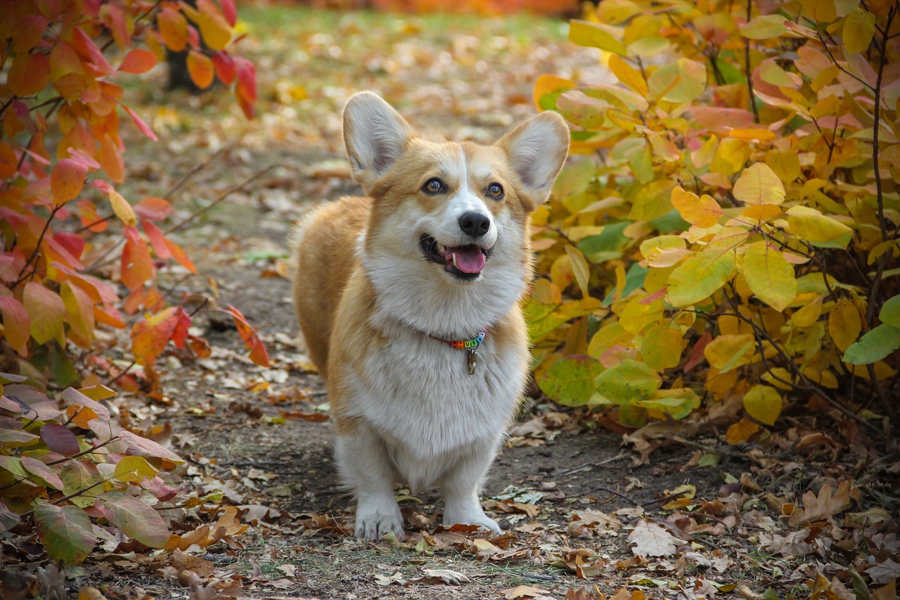 corgi-4267251_1280.jpg