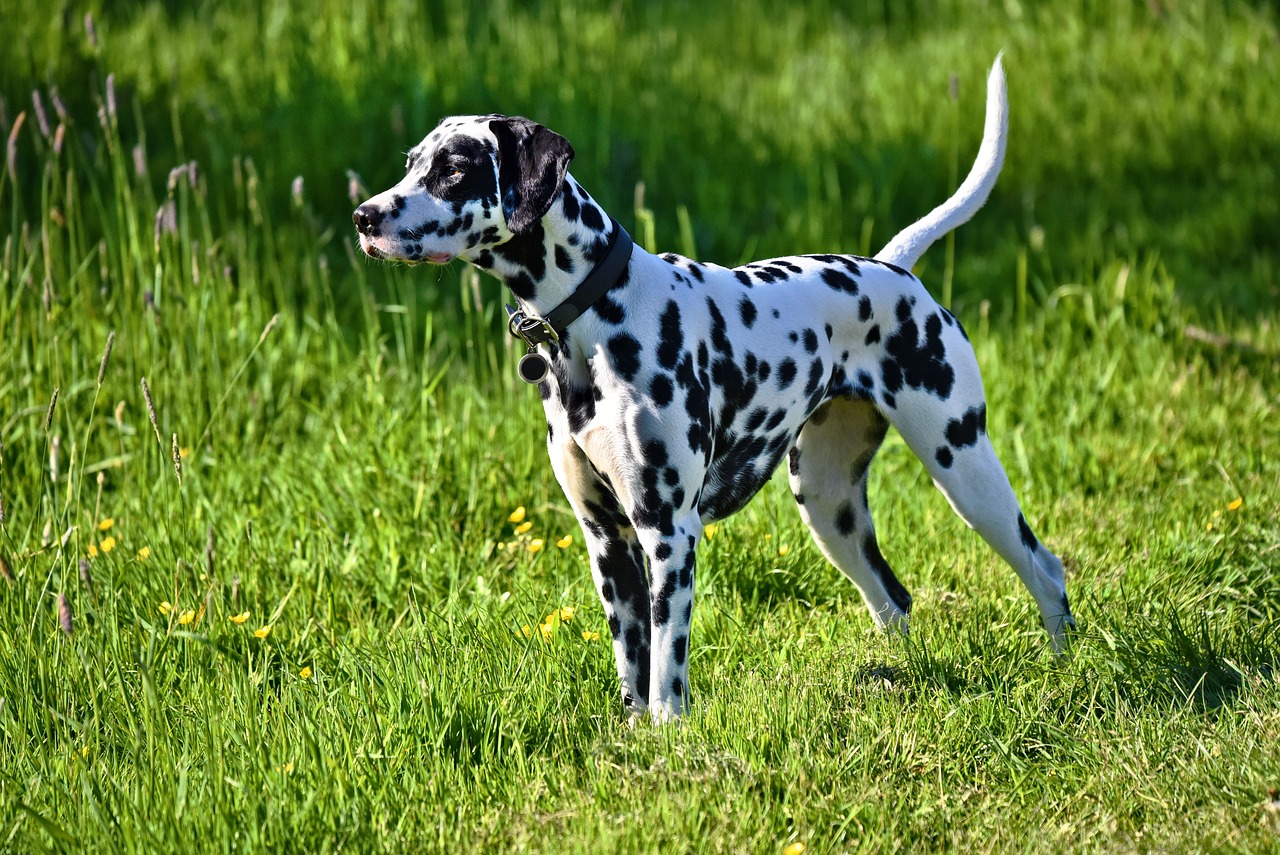 dalmation-dog-3382090_1280.jpg