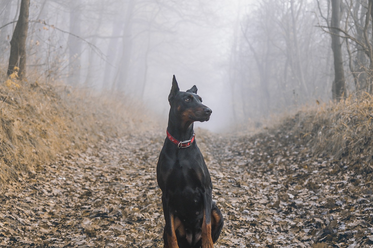 doberman-1177935_1280.jpg
