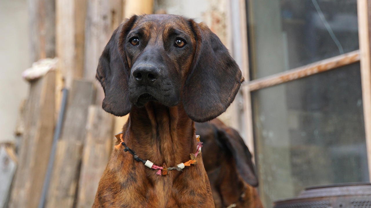 hanoverian-bloodhound-5193566_1280.jpg