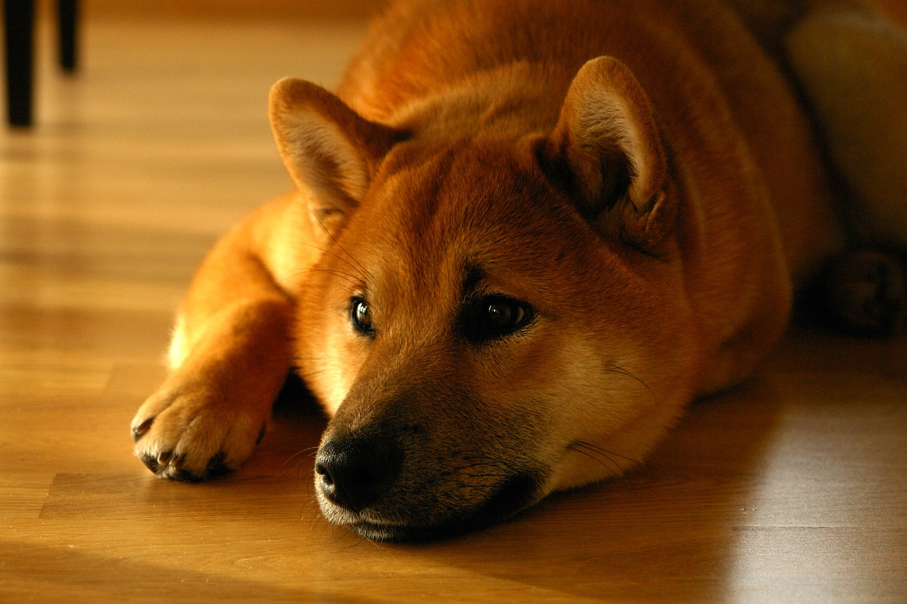 shiba-inu-1904871_1280.jpg